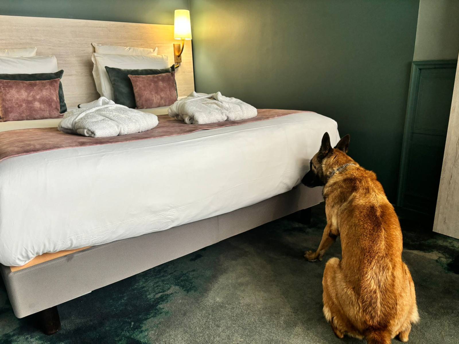 Solution de détection de punaises de lit pour bailleurs sociaux et syndics de copropriété en cas de suspicion d'infestation avec chien renifleur Saint Etienne 42 Loire