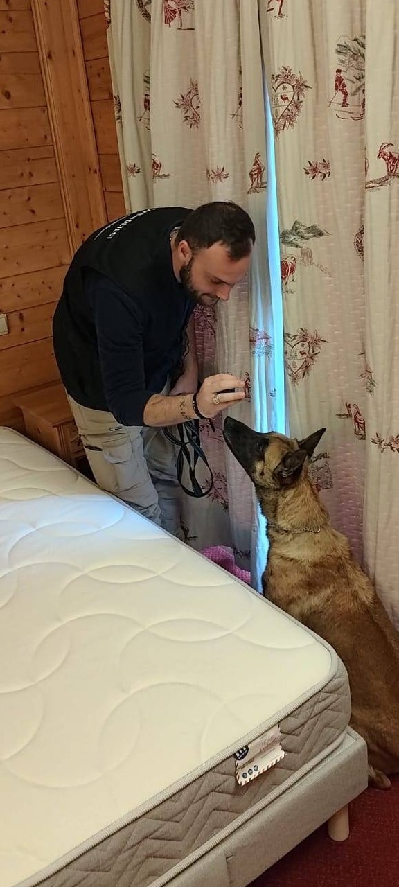 Devis pour inspection et détection de punaises de lit dans les chambres d'hôtel par un chien attesté Lyon Rhône-Alpes
