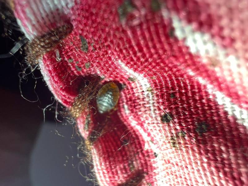 Repérer des punaises de lit sans chiens renifleurs avec un diagnostic visuel fiable à Lyon