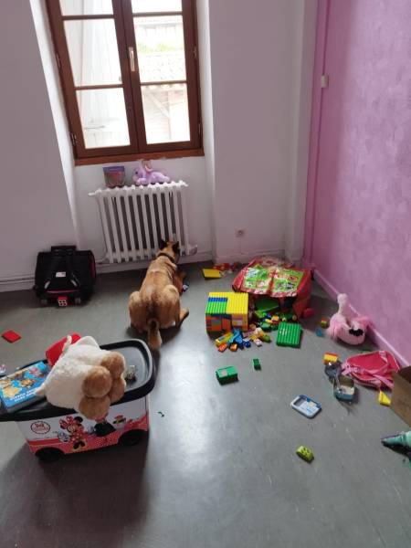 chien renifleur en inspection de punaises de lit dans une appartement d'une copropriété géré par un syndic