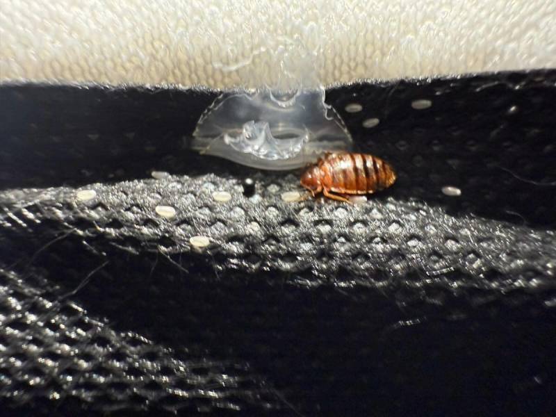 inspection canine de punaises de lit après-traitement selon les critères bureau veritas CT1040 appartement social à saint-étienne