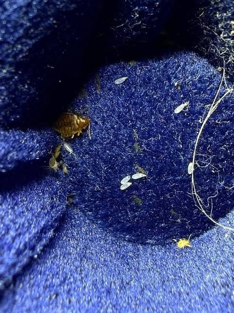 Intervention de détection canine chez un particulier à lyon avec application du protocole Canem Detect