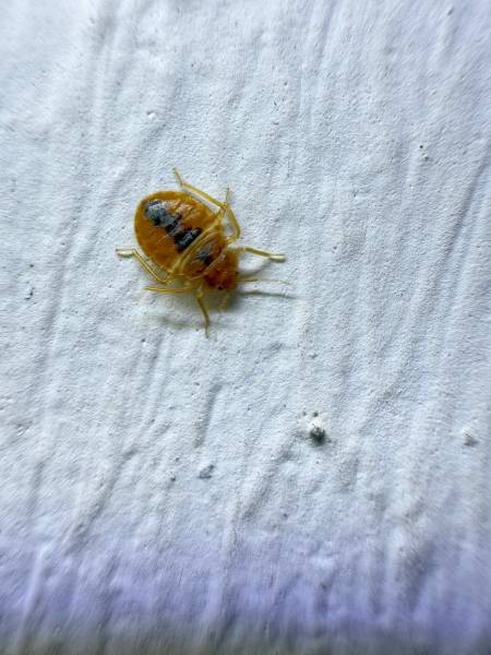 Punaise de lit et détection canine préventive par Canem Detect, entreprise labellisée Bureau Veritas CT1040, au service des hôtels à Annecy. 