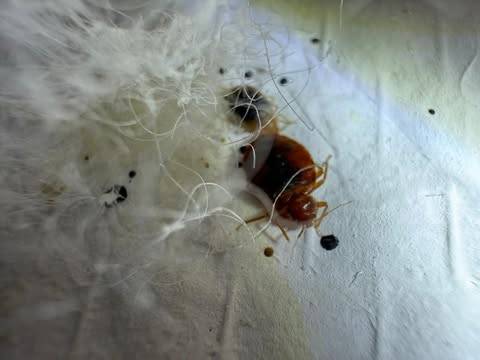 Détection de punaise de lit avant-traitement par Canem Detect labellisé Bureau Veritas CT 1040 dans une maison à Grenoble 