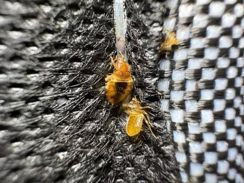 FAQ CANEM DETECT, on répond à vos questions les plus fréquentes sur la détection de punaises de lit en Auvergne Rhône-Alpes