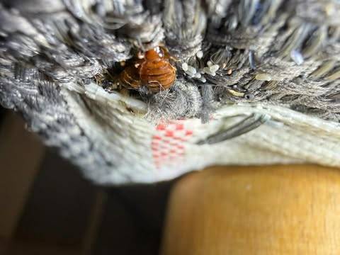 Punaises de lit adultes dans une maison fortement infestée à Grenoble