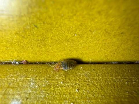 Détection d'une punaise de lit vivante avec respect du protocole dans un logement de particuliers à Grenoble
