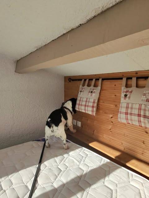 contrôle en détection canine après-traitement de punaises de lit dans un chalet à Annecy