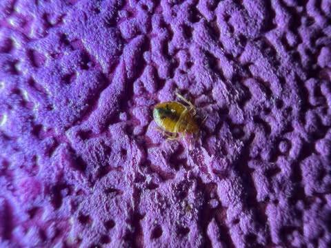 Détecter une punaise de lit dans une maison de retraite à Saint-Etienne grâce au protocole de pré-intervention Canem Detect