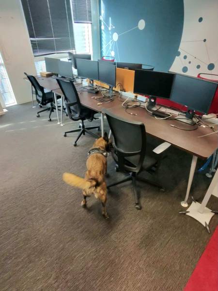 Détection du punaises de lit, diagnostic positif dans une entreprise à vaulx-en-velin