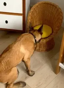 Détection canine à Oyonnax pour lutter contre les punaises de lit dans une maison