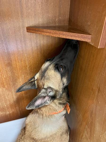 chien renifleur Canem Detect en mission de détection canine de punaises de lit chez un particulier à Saint-Etienne