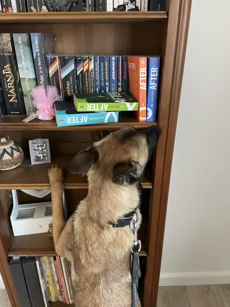 Détection canine à Oyonnax pour lutter contre les punaises de lit dans une maison