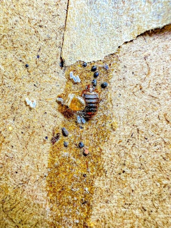 Vérifier la présence de punaises de lit après un traitement sans produit chimique à Lyon