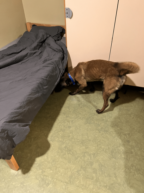 Détection canine de prévention dans un établissement scolaire et internat pour traquer les punaises de lit à Chambéry