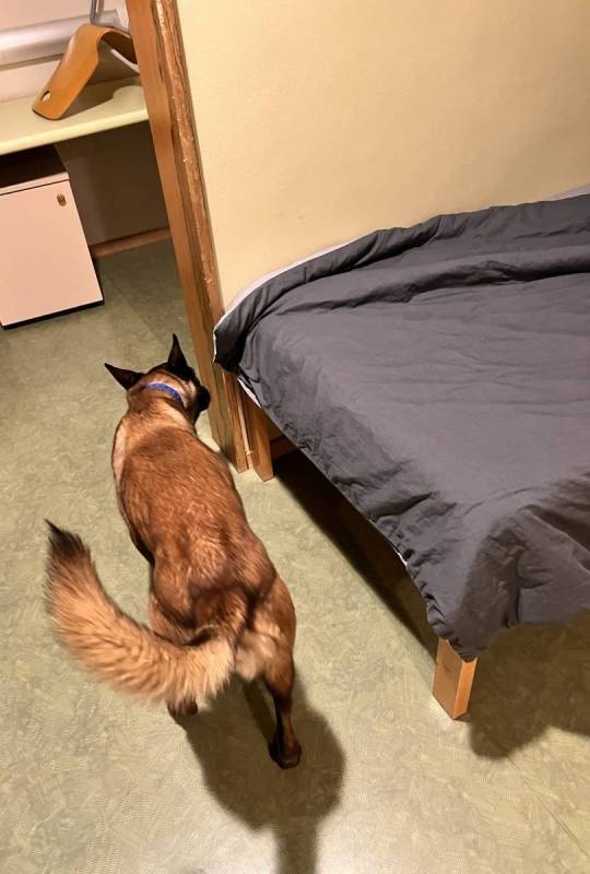 Refuges, gîtes, la prévention est de mise pour les randonneurs face aux punaises de lit