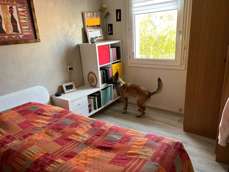 marquage d'un chien expert Canem Detect en détection de punaises de lit dans une résidence sénior à Lyon