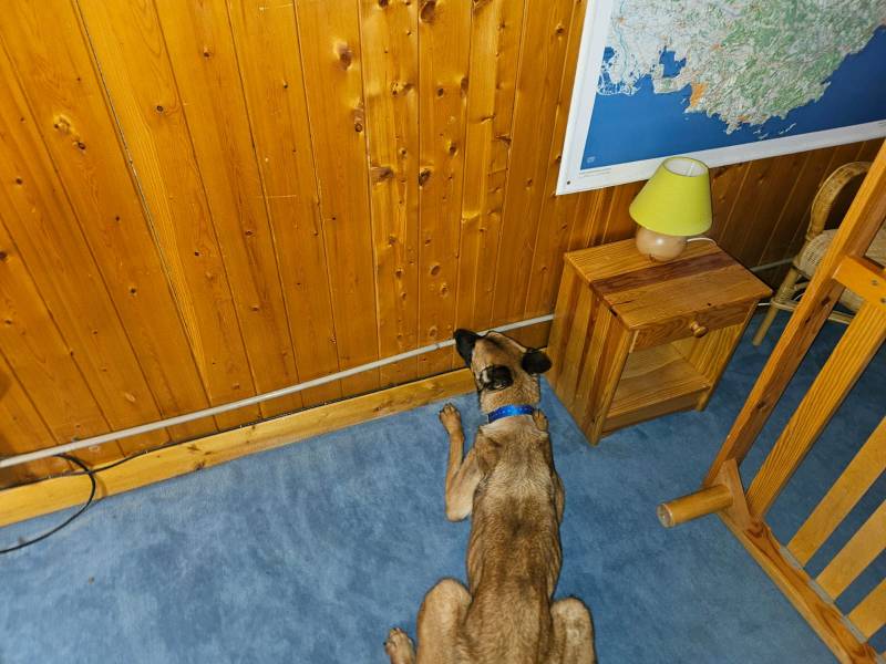 Intervention de Canem Detect pour une suspicion de punaises de lit avant un traitement à Chambéry