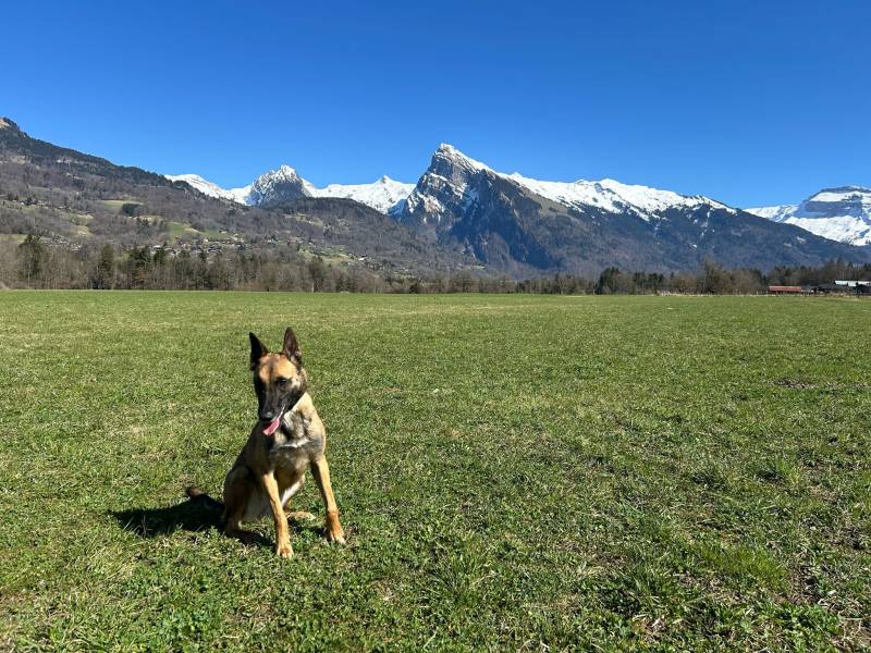 Chien expert détecteur de punaises de lit à Chambéry