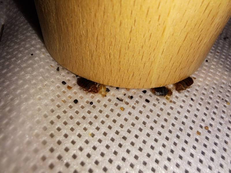 Déterminer si les insectes sont des punaises de lit sur un sommier à Grenoble