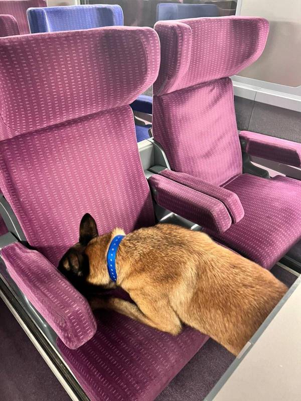 prévention Jeux Olympiques Paris TGV SNCF chien renifleur punaises de lit