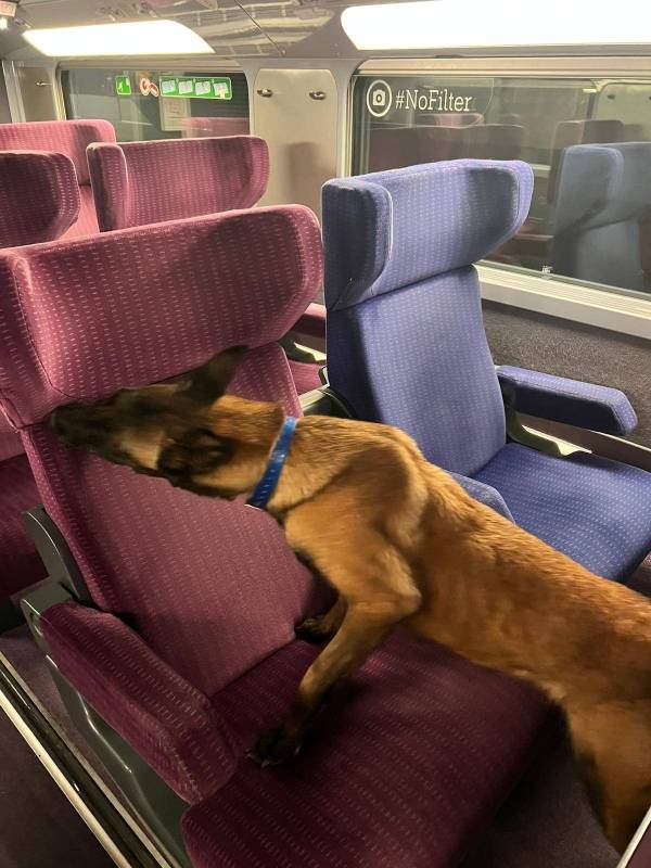 trouver des punaises de lit dans un TGV OuiGo à Lyon avec un chien renifleur
