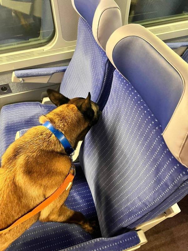 Wagon TGV transport en commun public les punaises de lit avec des chiens pour savoir où elles se cachent