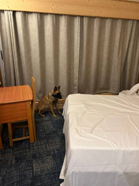 détection canine de punaises de lit pour les professionnels avec des chiens renifleurs sans traitement chimique, solution écologique rapide et économique à Lyon