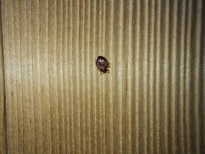 Détection de punaises de lit sur un mur en lambris dans un appartement en copropriété par un chien renifleur à Grenoble