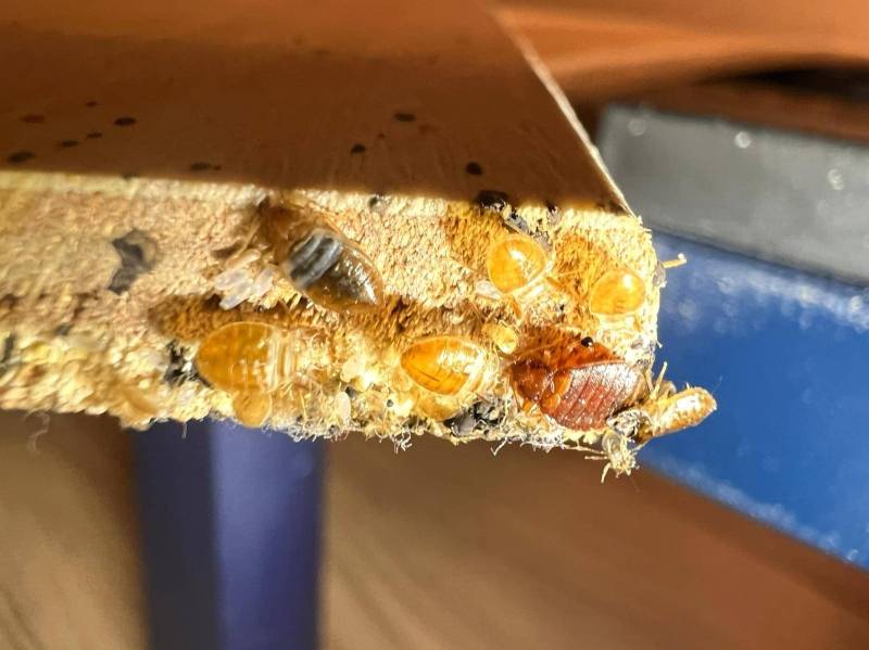 cachette des punaises de lit dans les lattes dans un chambre