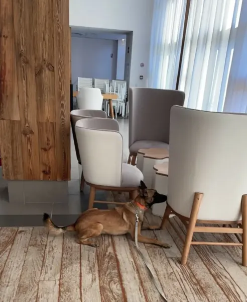 Détection canine de punaises de lit dans une maison, un appartement ou une villa à Grenoble 38 Isère