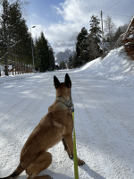 Notre zone d'activité pour ce service Solutions de détection canine pour les punaises de lit dans les résidences étudiantes et les logements collectifs