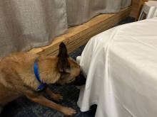 Notre zone d'activité pour ce service Devis pour inspection et détection de punaises de lit dans les chambres d'hôtel par un chien attesté