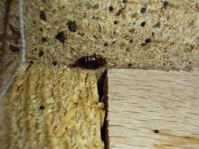 Notre zone d'activité pour ce service Diagnostic complet et contrôle des punaises de lit après traitement dans une maison de plus de 100 m² avec chien spécialisé