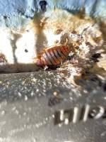 Notre zone d'activité pour ce service Chien renifleur attesté pour la détection de punaises de lit chez les particuliers, assurant un lever de doute précis et fiable